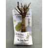 Arrivage !  1 baobab (digitata) de 4 ans - Petit Prince + graines