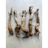 Arrivage !  1 baobab (digitata) de 4 ans - Petit Prince + graines