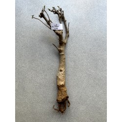 Baobab africain (Adansonia digitata) de 12 ans n°1 + graines