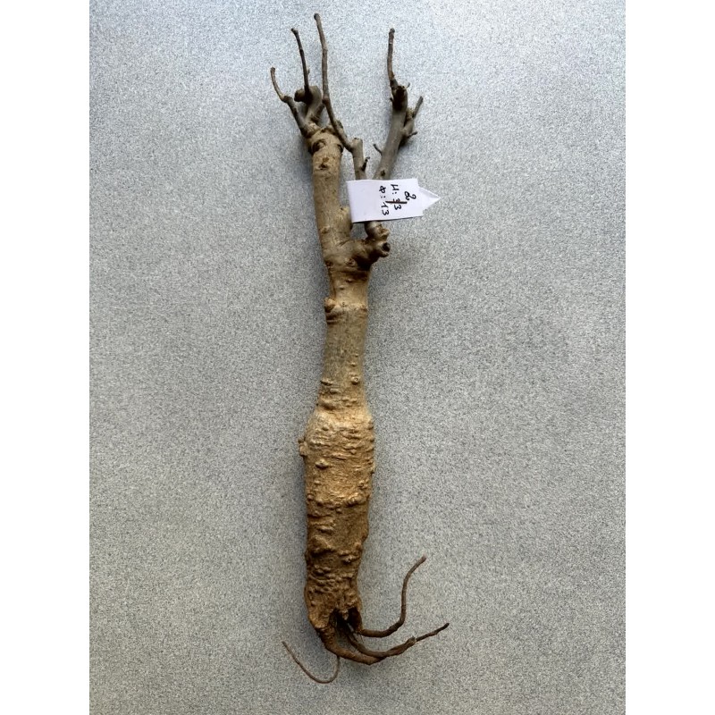 Baobab africain (Adansonia digitata) de 12 ans n°2 + graines