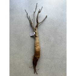 Baobab africain (Adansonia digitata) de 12 ans n°4 + graines