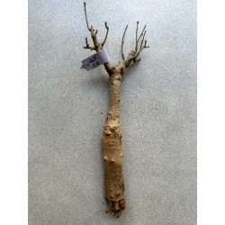 Baobab africain (Adansonia digitata) de 12 ans n°5 + graines