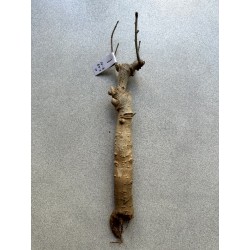 Baobab africain (Adansonia digitata) de 12 ans n°6 + graines