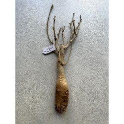 Baobab africain (Adansonia digitata) de 12 ans n°7 + graines