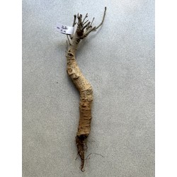 Baobab africain (Adansonia digitata) de 12 ans n°8 + graines