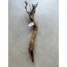 Baobab africain (Adansonia digitata) de 12 ans n°10 + graines