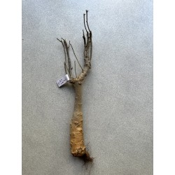 Baobab africain (Adansonia digitata) de 12 ans n°13 + graines
