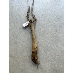 Baobab africain (Adansonia digitata) de 12 ans n°14 + graines
