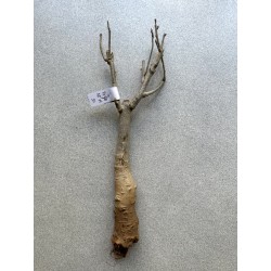 Baobab africain (Adansonia digitata) de 12 ans n°15 + graines