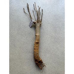 Baobab africain (Adansonia digitata) de 12 ans n°17 + graines