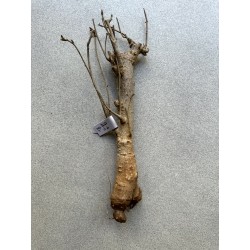 Baobab africain (Adansonia digitata) de 12 ans n°18 + graines