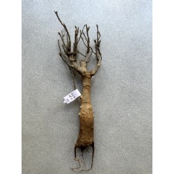 Baobab africain (Adansonia digitata) de 12 ans n°20 + graines