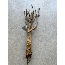 Baobab africain (Adansonia digitata) de 12 ans n°23 + graines