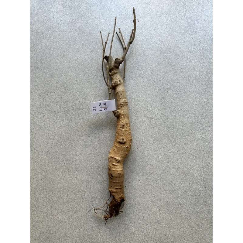 Baobab africain (Adansonia digitata) de 12 ans n°24 + graines