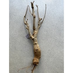Baobab africain (Adansonia digitata) de 12 ans n°27 + graines