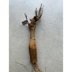 Baobab africain (Adansonia digitata) de 12 ans n°28 + graines