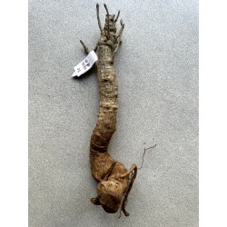 Baobab africain (Adansonia digitata) de 12 ans n°30 + graines