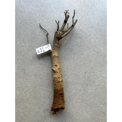 Baobab africain (Adansonia digitata) de 12 ans n°34 + graines