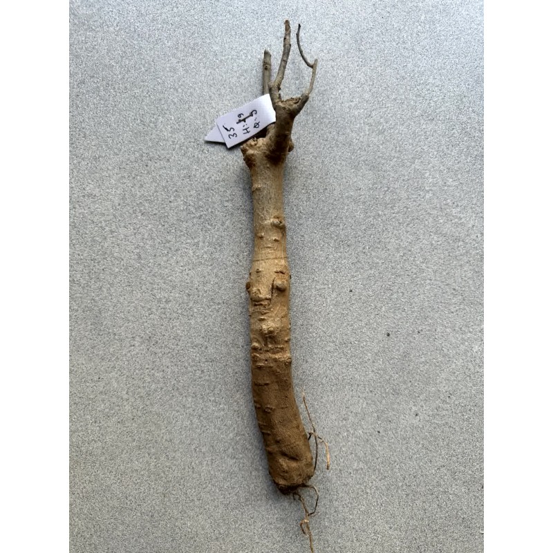 Baobab africain (Adansonia digitata) de 12 ans n°35 + graines