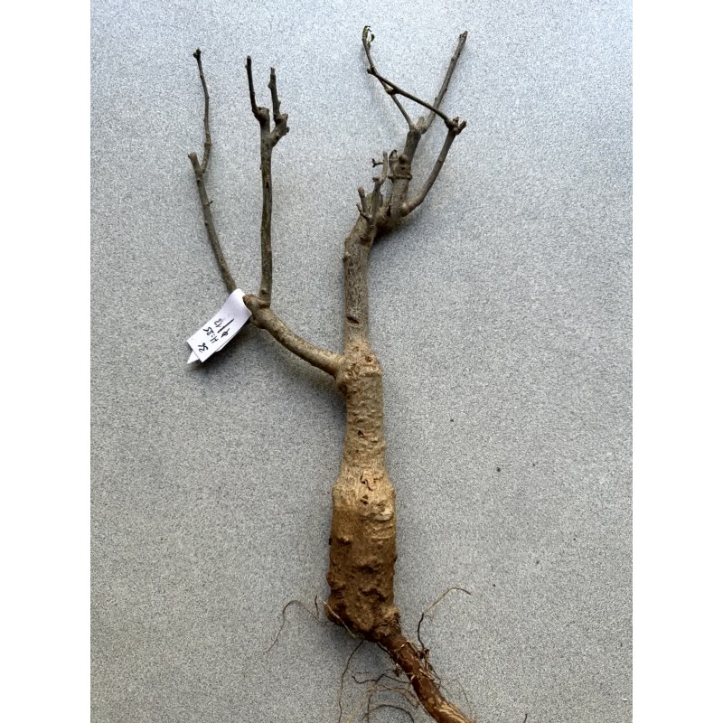 Baobab africain (Adansonia digitata) de 12 ans n°36 + graines