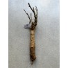 Baobab africain (Adansonia digitata) de 12 ans n°37 + graines
