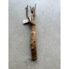 Baobab africain (Adansonia digitata) de 12 ans n°38 + graines