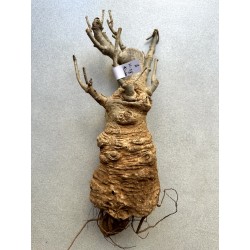 N°A : Baobab africain (Adansonia digitata) de 30 ans