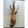 N°D : Baobab africain (Adansonia digitata) de 30 ans