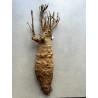 N°D : Baobab africain (Adansonia digitata) de 30 ans