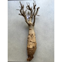 N°C : Baobab africain (Adansonia digitata) de 30 ans