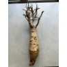 N°C : Baobab africain (Adansonia digitata) de 30 ans