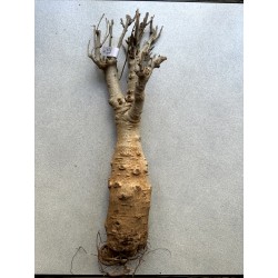 N°B : Baobab africain...