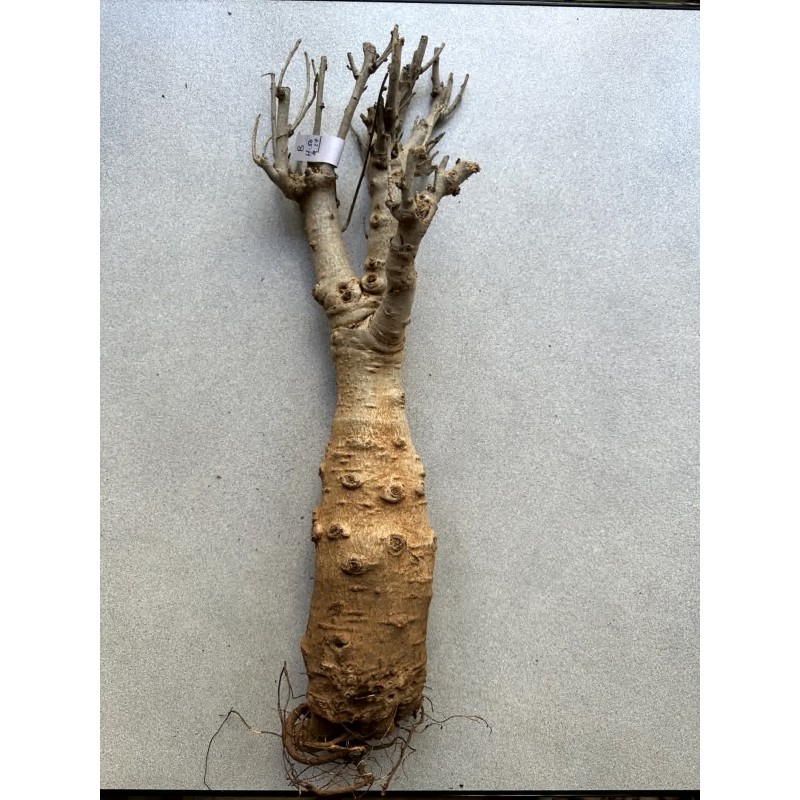 N°B : Baobab africain (Adansonia digitata) de 30 ans