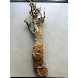 N°B : Baobab africain (Adansonia digitata) de 30 ans