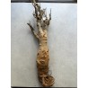 N°B : Baobab africain (Adansonia digitata) de 30 ans
