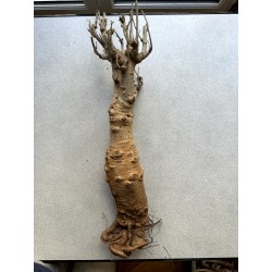 N°B : Baobab africain (Adansonia digitata) de 30 ans