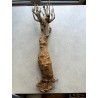 N°B : Baobab africain (Adansonia digitata) de 30 ans