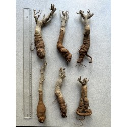 Arrivage !  1 baobab (digitata) de 6 ans - Petit Prince + graines