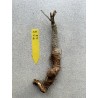 Baobab africain (Adansonia digitata) de 4 ans n°111 + graines