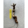 Baobab africain (Adansonia digitata) de 4 ans n°119 + graines