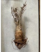 N°Y : Baobab africain (Adansonia digitata) de 20 ans