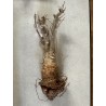 N°Y : Baobab africain (Adansonia digitata) de 20 ans