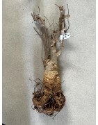 N°Y : Baobab africain (Adansonia digitata) de 20 ans