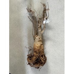 N°Y : Baobab africain (Adansonia digitata) de 20 ans