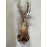 N°Y : Baobab africain (Adansonia digitata) de 20 ans