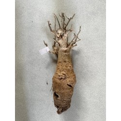 N°V : Baobab africain (Adansonia digitata) de 20 ans