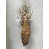 N°V : Baobab africain (Adansonia digitata) de 20 ans