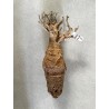 N°V : Baobab africain (Adansonia digitata) de 20 ans