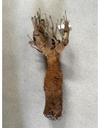 N°X : Baobab africain (Adansonia digitata) de 20 ans