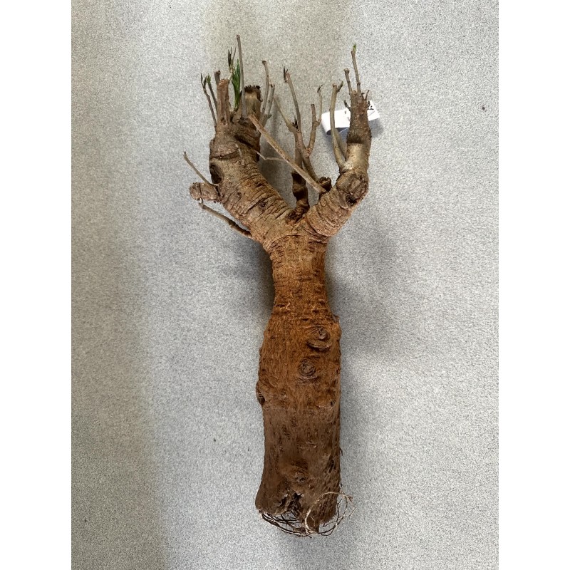 N°X : Baobab africain (Adansonia digitata) de 20 ans